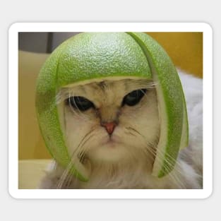 Limecat Sticker